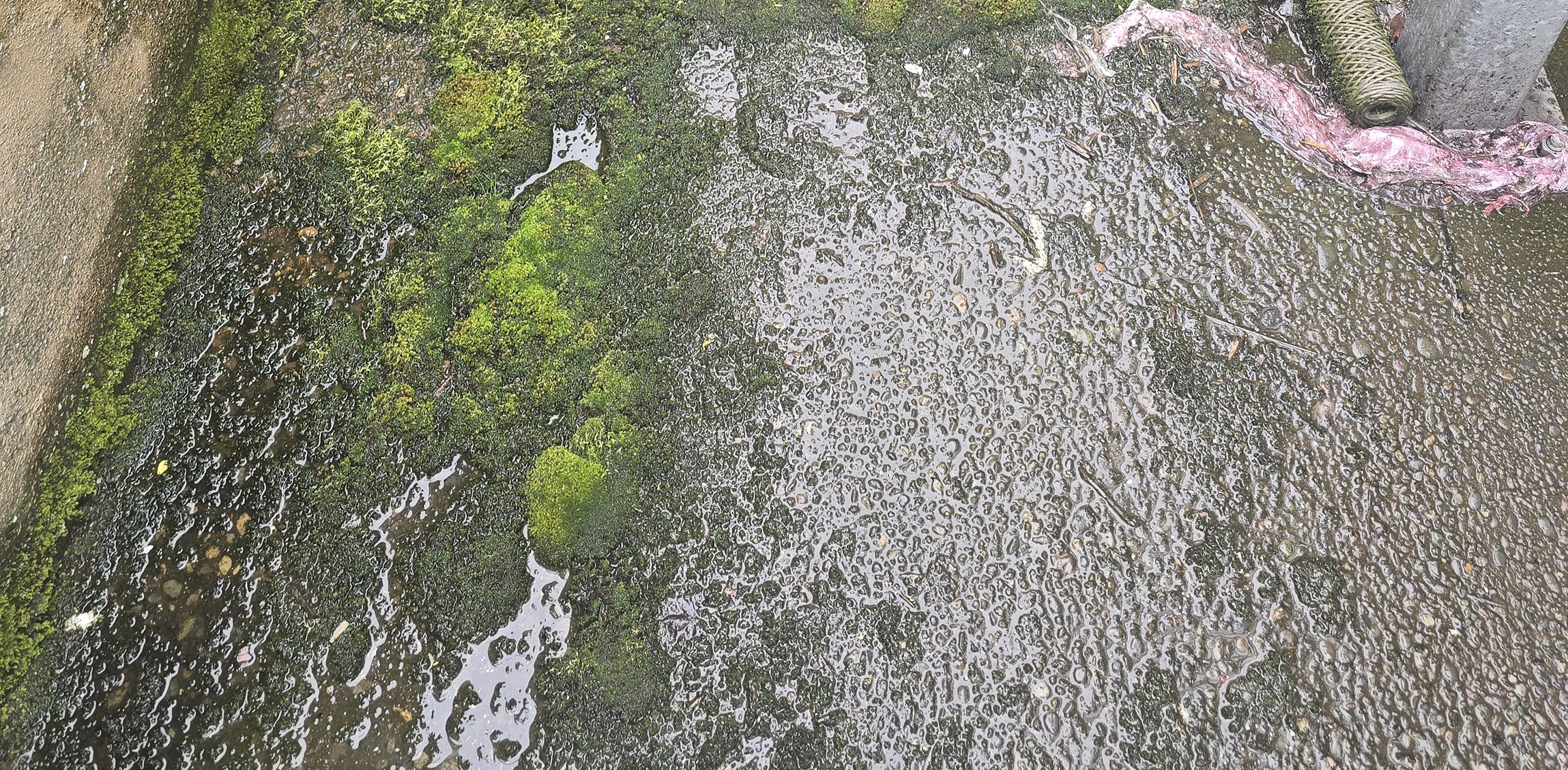 Long-lasting moss treatment prevention Professional moss treatment applied to Oregon roof preventing moss regrowth for 6-12 months with ongoing maintenance