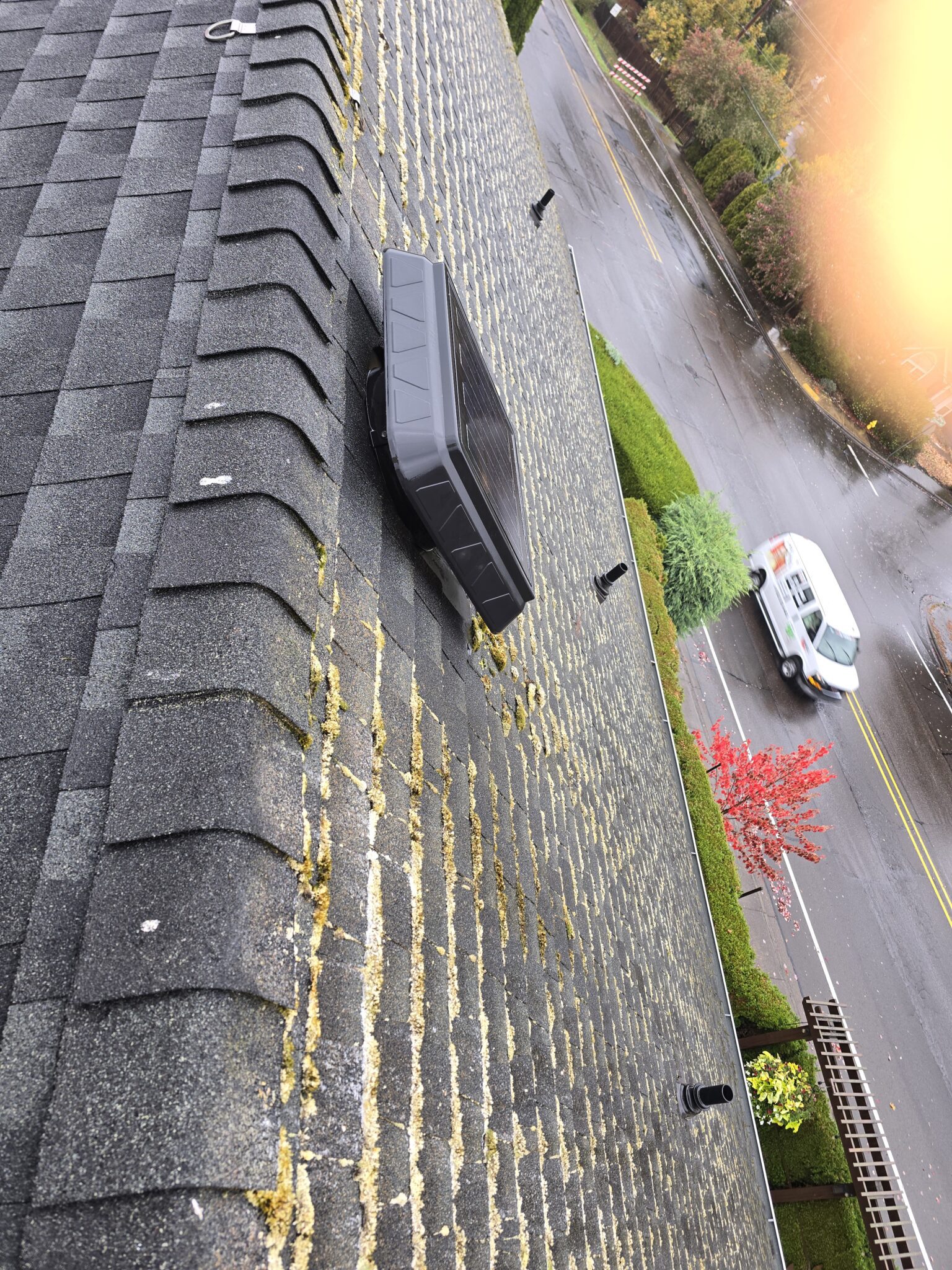 Moss packed along the shingle joints of a roof in Tigard, Oregon, during a soft-wash roof cleaning