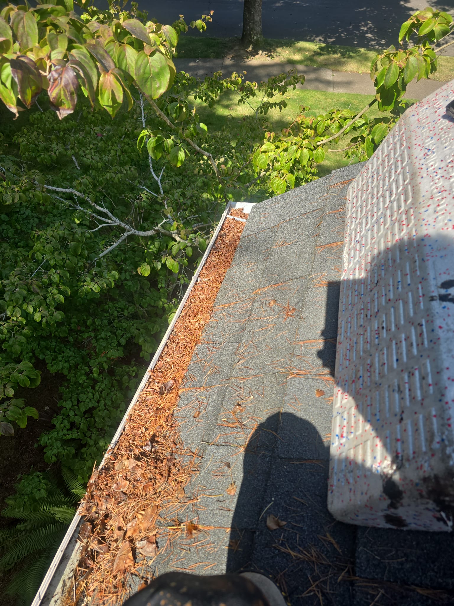 Gutter filled with pine needles under an overhanging tree, before cleaning