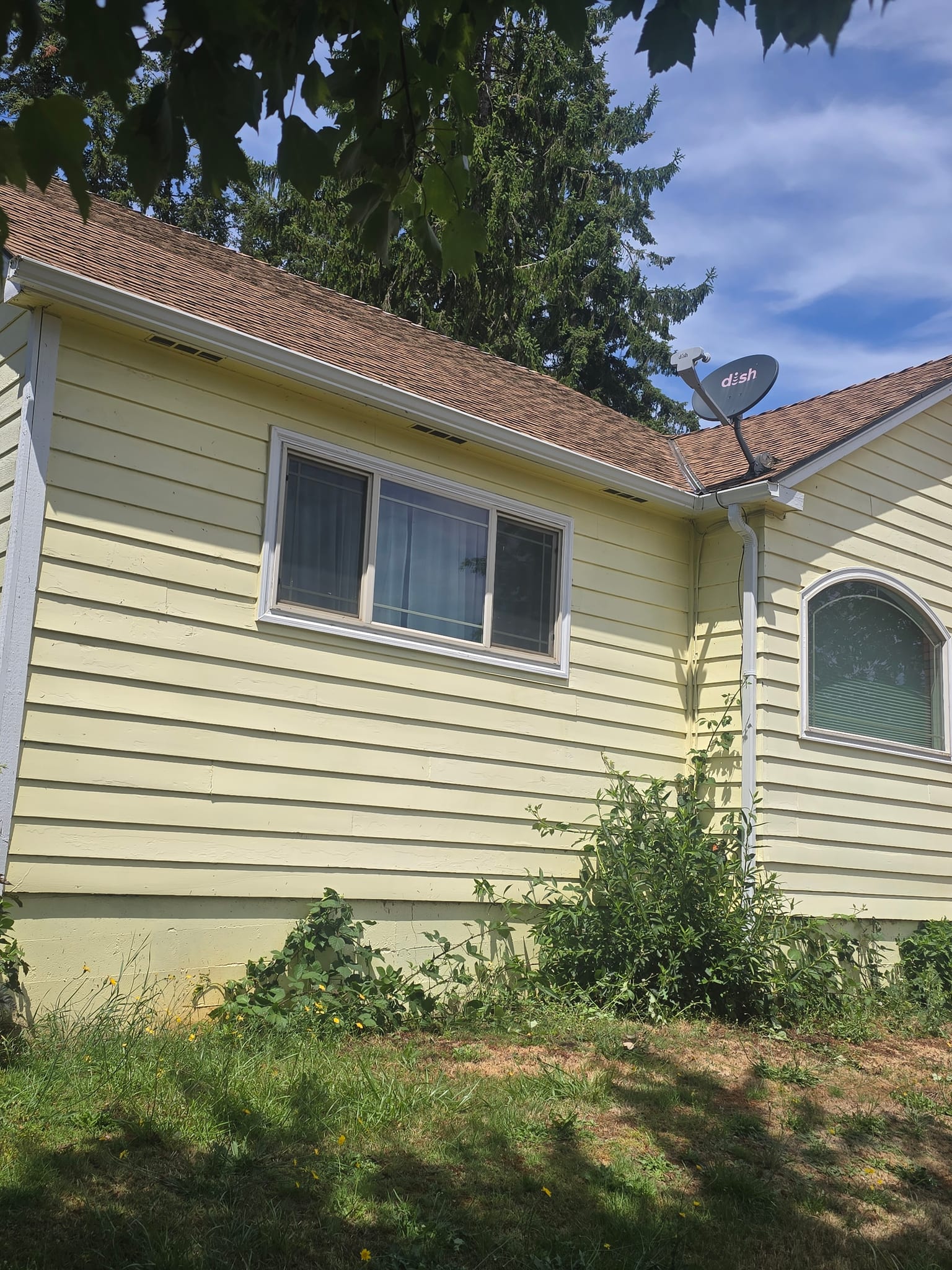 Yellow lap siding and white trim before a soft wash, with grime along the eaves and siding
