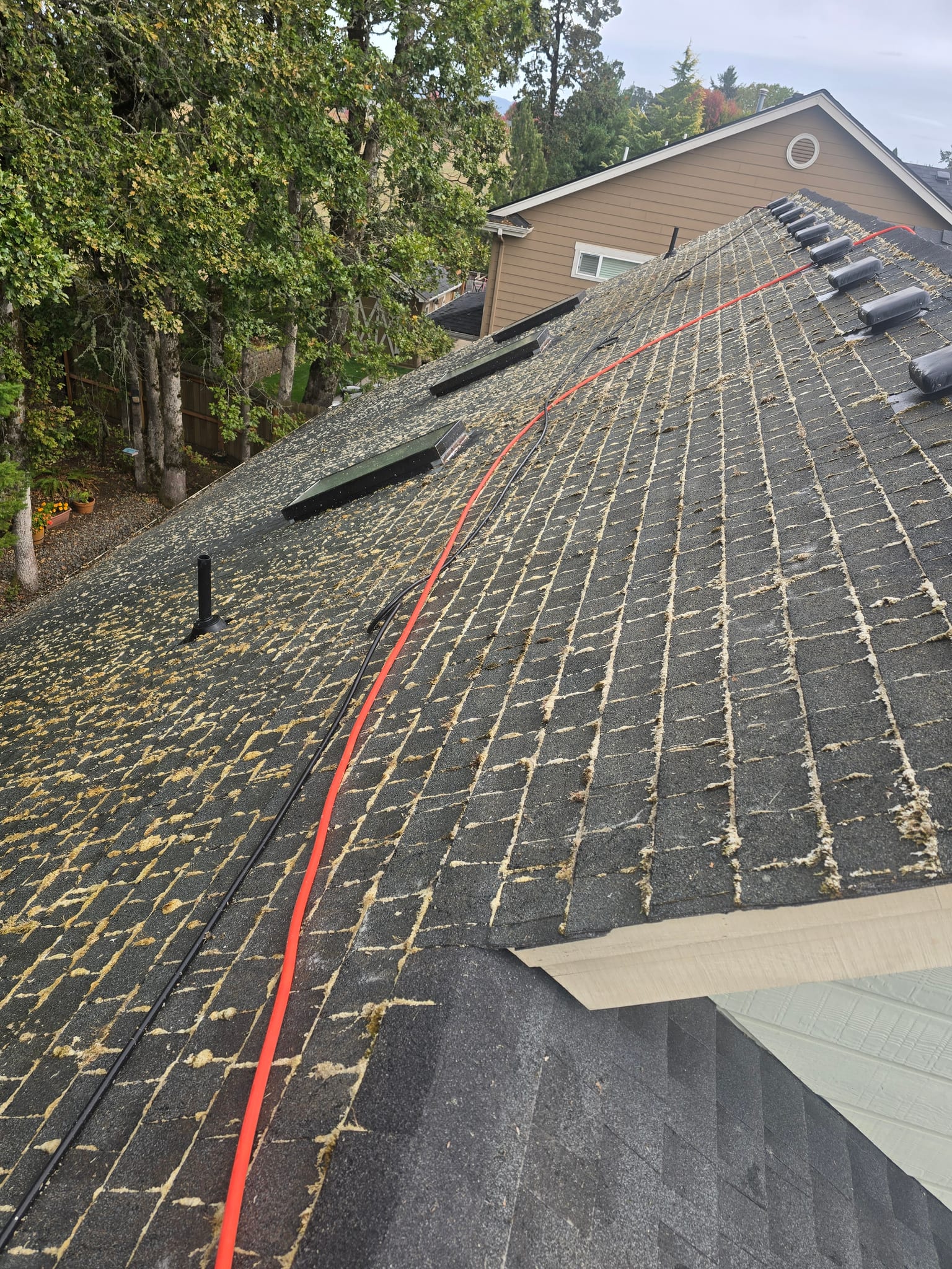 Moss lining every shingle joint of an asphalt roof, with soft-wash hoses run up to the ridge