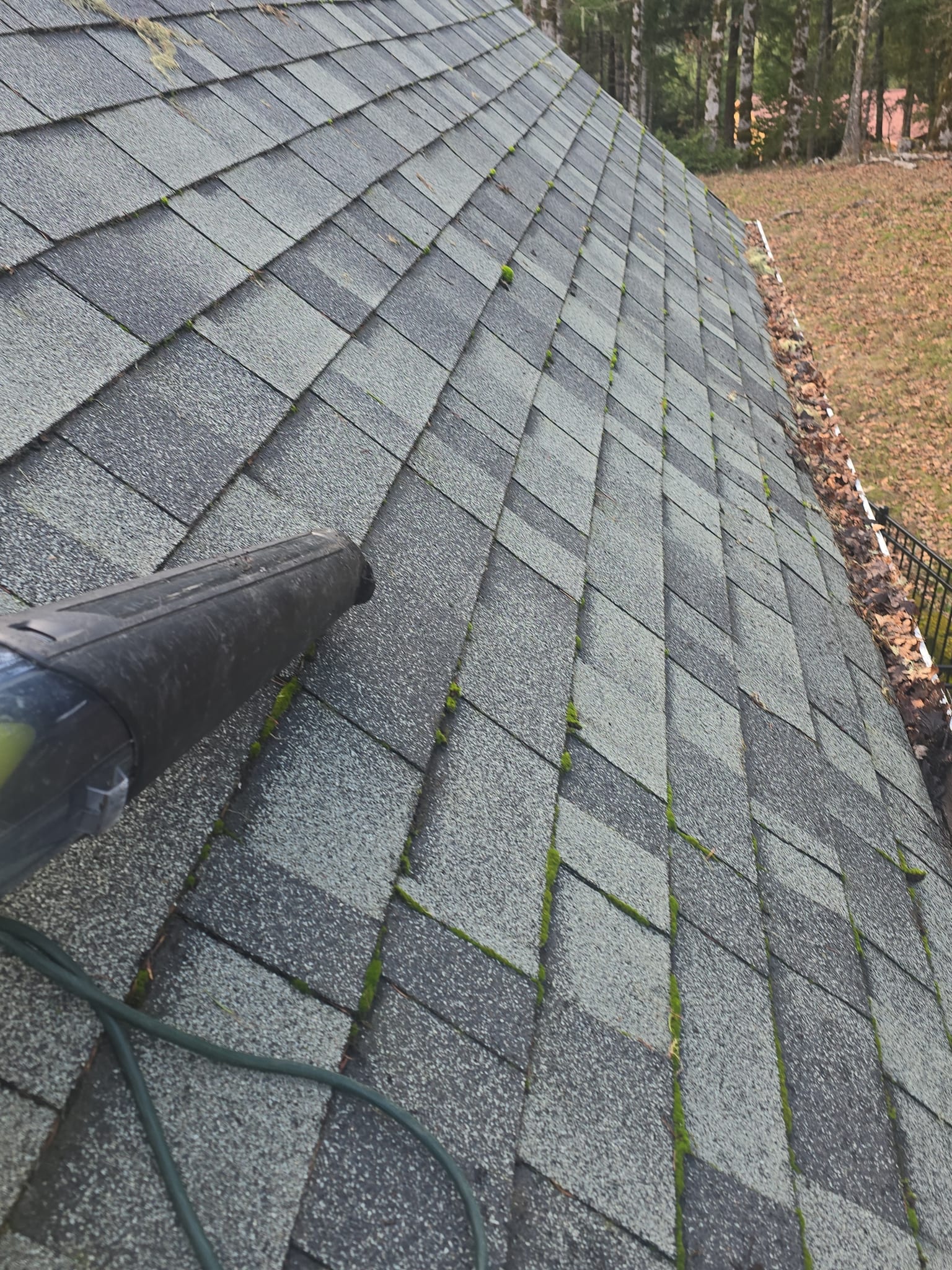 Moss growing in the joints of asphalt shingles, with a blower clearing the roof, before treatment