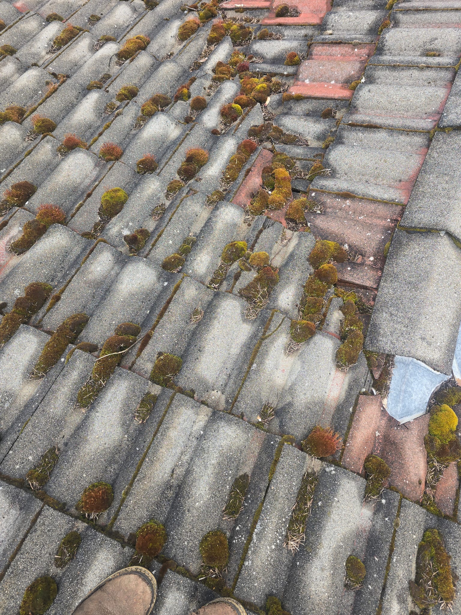 Thick moss cushions growing on a concrete tile roof, before cleaning