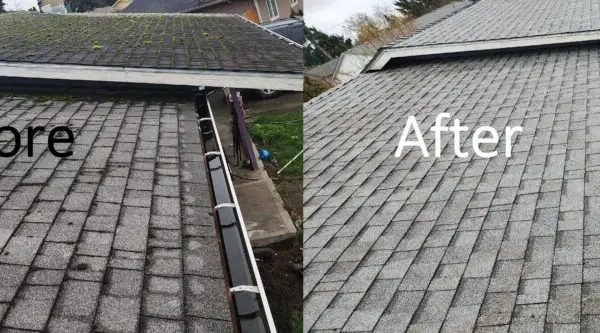 DIY vs Professional Moss Removal